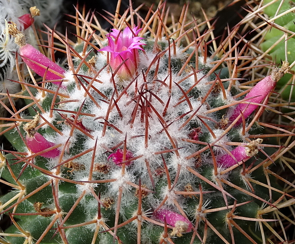 DSC02192Mammillaria polythele v. obconella