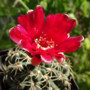 DSC02195Gymnocalycium baldianum JO 295