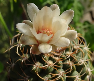 DSC02196Gymnocalycium guanchinense VS 39