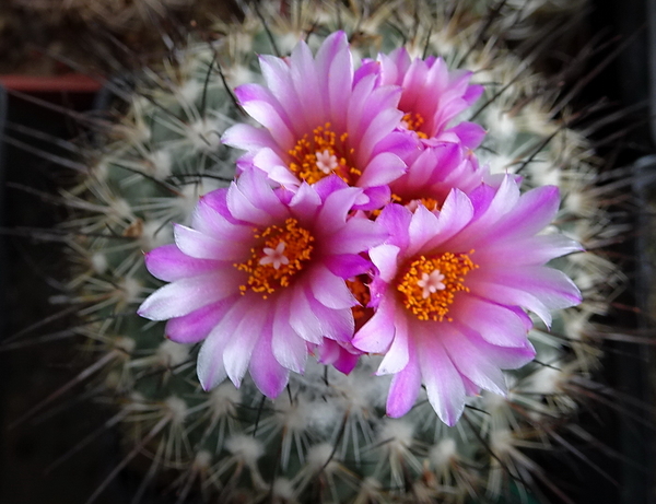 DSC02204Turbinicarpus roseiflorus