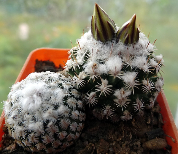 DSC02244Turbinicarpus x pulcherrimus