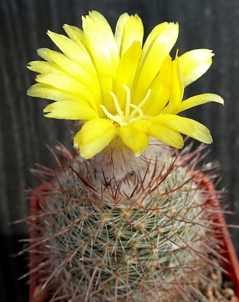 DSC02249Parodia berchtii TB458.2