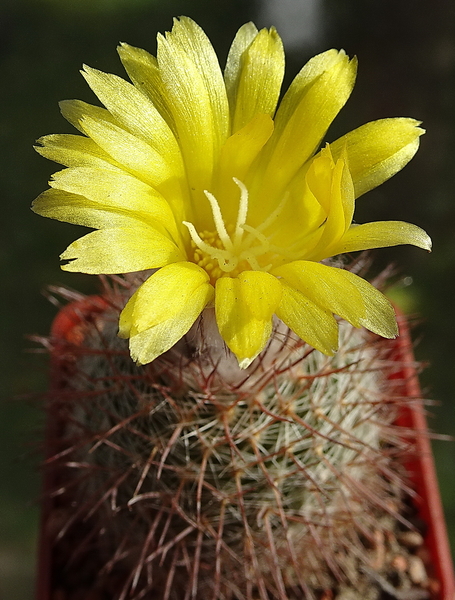 DSC02250Parodia berchtii TB458.2