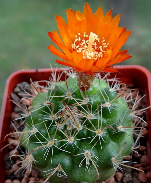 DSC02257Parodia weberiana TB422.1