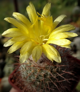 DSC02279Parodia berchtii TB458.2