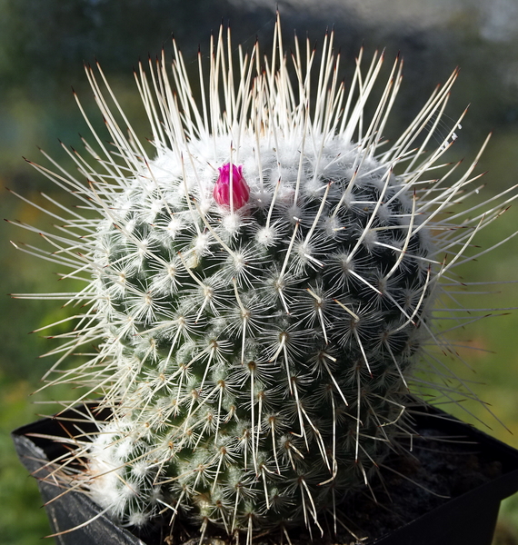 DSC02284Mammillaria geminispina