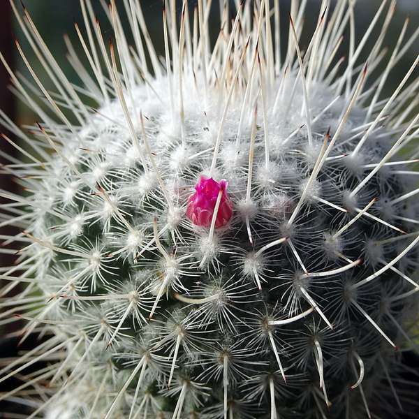 DSC02285Mammillaria geminispina