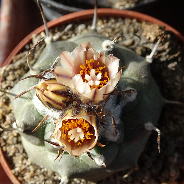 DSC02297Turbinicarpus schmiedickeanus ssp. klinkerianus