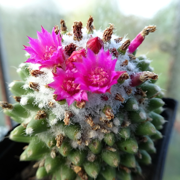 DSC02304Mammillaria polythele cv. Toluca