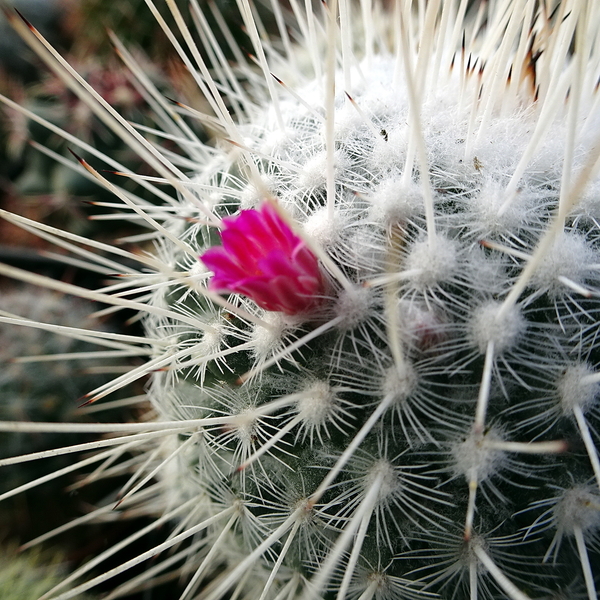 DSC02308Mammillaria geminispina