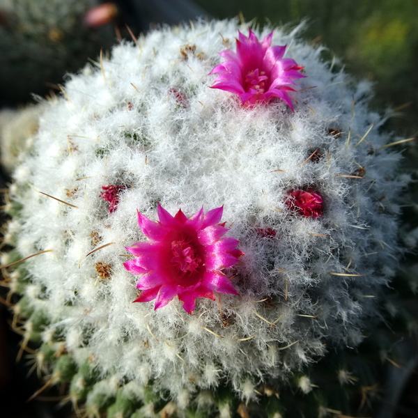 DSC02343Mammillaria polythele v. nuda