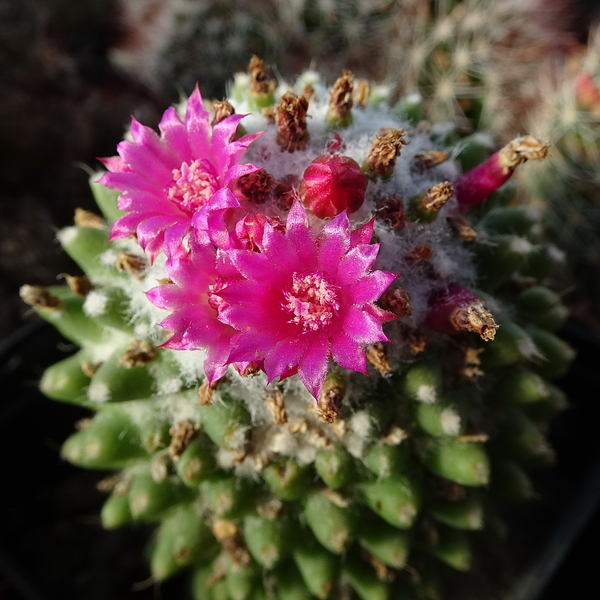 DSC02344Mammillaria polythele cv. Toluca