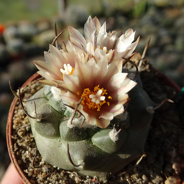 DSC02346Turbinicarpus schmiedickeanus ssp. klinkerianus