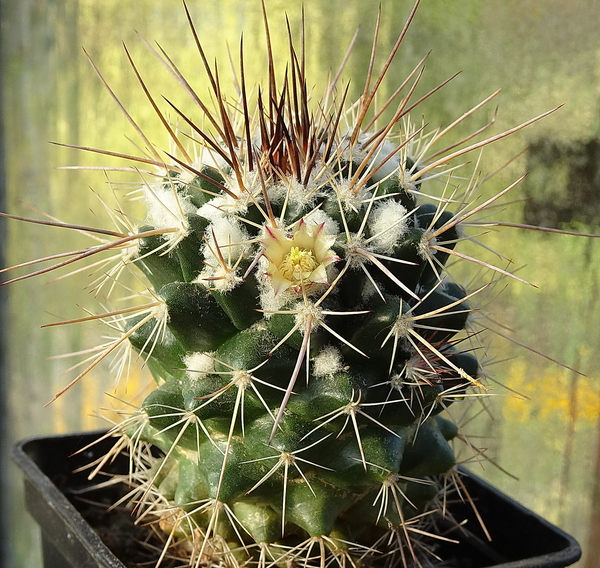 DSC02395Mammillaria voburnensis