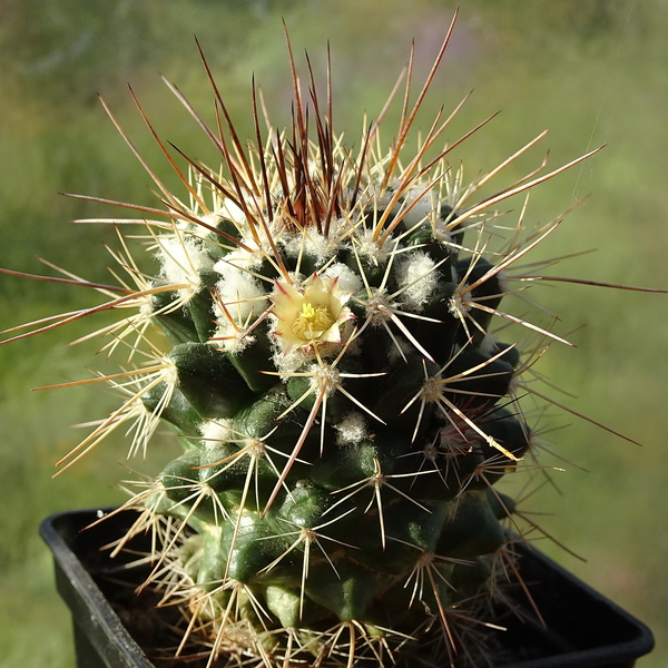 DSC02397Mammillaria voburnensis