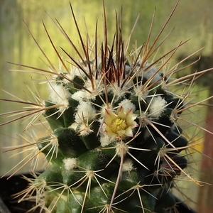 DSC02396Mammillaria voburnensis