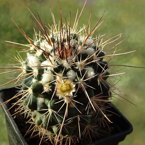 DSC02398Mammillaria voburnensis