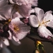 cherry-blossoms-4077043_960_720