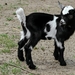 goat-4085685_960_720