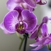 orchid-4068853_960_720