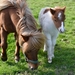 shetland-pony-4084609_960_720