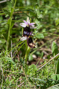 1 ophrys-spec