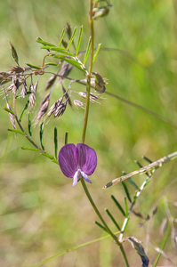 2 Vicia-peregrina