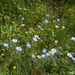 3 linum-austriacum-of-linum-narbonense