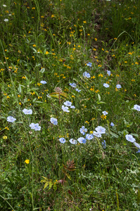 3 linum-austriacum-of-linum-narbonense