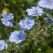 3-linum-austriacum-of-linum-narbonense