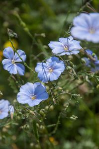 3-linum-austriacum-of-linum-narbonense