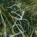 3-Stipa-pennata-3