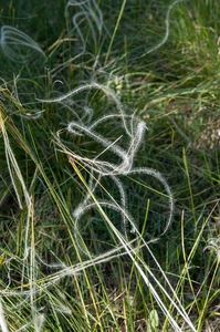 3-Stipa-pennata-3