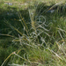 3-Stipa-pennata