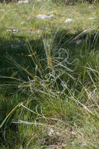 3-Stipa-pennata