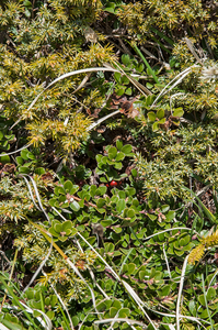 2-	Arctostaphylos-uva-ursi-subsp.-uva-ursi