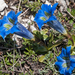 2-Gentiana-dinarica-2