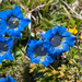 2-Gentiana-dinarica-3