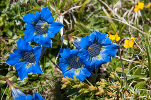 2-Gentiana-dinarica-3