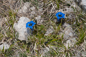 2-Gentiana-dinarica-4