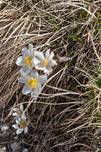 3-pulsatilla-alpina-2