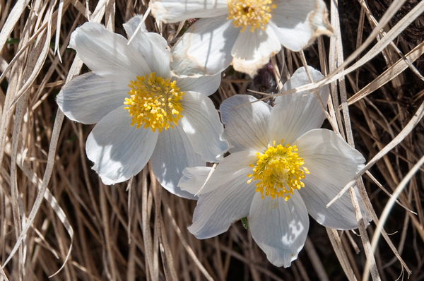 3-pulsatilla-alpina-3