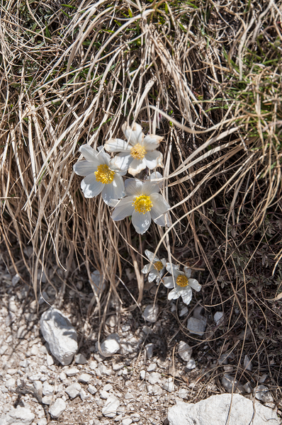 3-pulsatilla-alpina