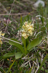 6-vlierorchis