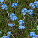 7-myosotis-alpestris