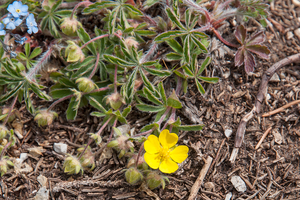 13-potentilla-rigoana