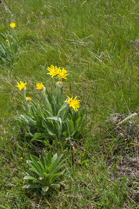 16-Senecio-provincialis