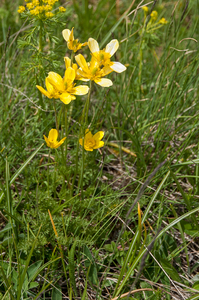 17-Ranunculus-millefoliatus-