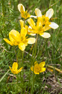17-Ranunculus-millefoliatus-2-