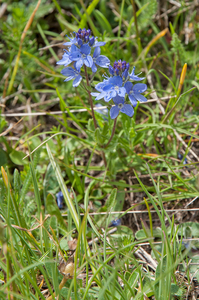 18-veronica-spec